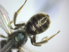 Lasioglossum morio