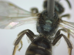 Lasioglossum morio