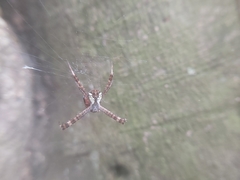Argiope perforata