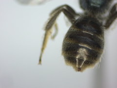 Lasioglossum morio