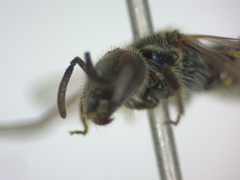 Lasioglossum morio
