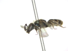 Lasioglossum morio