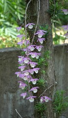 Dendrobium aphyllum