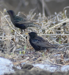 Sturnus vulgaris