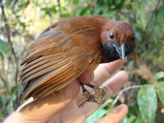 Clytoctantes atrogularis