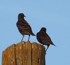 Sturnus vulgaris