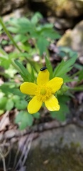 Ranunculus hispidus hispidus