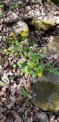 Ranunculus hispidus hispidus