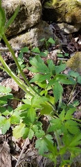 Ranunculus hispidus hispidus