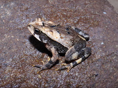 Incilius macrocristatus