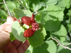 Abutilon menziesii