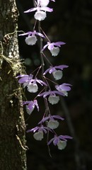 Dendrobium aphyllum