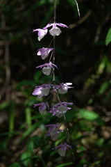 Dendrobium aphyllum