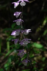 Dendrobium aphyllum