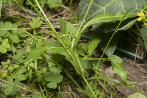 Image of Rhagadiolus edulis by (c) Eleftherios Katsillis, some rights reserved (CC BY)