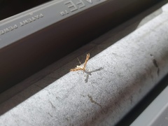 Trichoptilus ceramodes