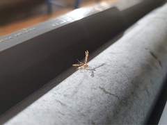 Trichoptilus ceramodes