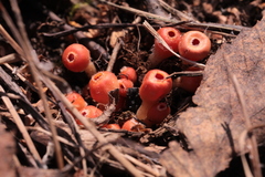 Microstoma protractum