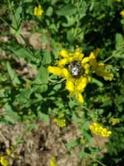 Oxythyrea funesta