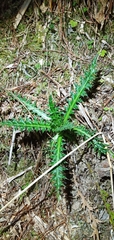 Cirsium arisanense