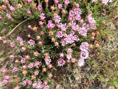 Phiambolia gydouwensis