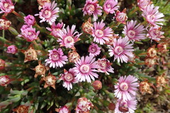 Phiambolia gydouwensis