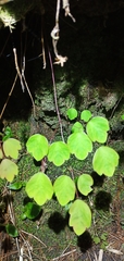 Thalictrum urbainii