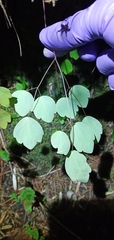 Thalictrum urbainii