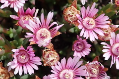 Phiambolia gydouwensis