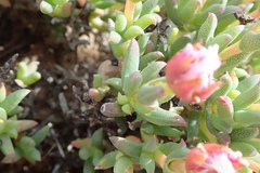 Phiambolia gydouwensis