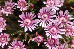 Phiambolia gydouwensis