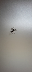 Salticidae