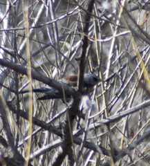 Turdus pilaris