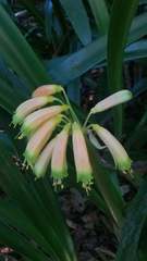 Clivia gardenii
