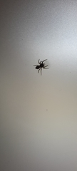 Salticidae