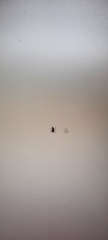 Salticidae
