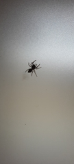 Salticidae
