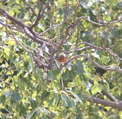 Erithacus rubecula