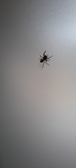 Salticidae