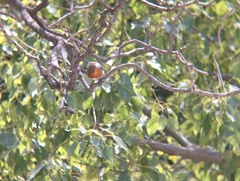 Erithacus rubecula