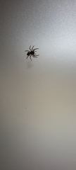 Salticidae