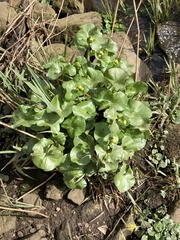 Caltha palustris