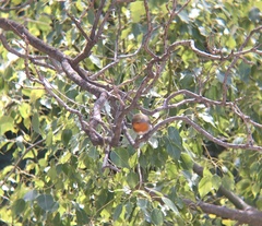 Erithacus rubecula