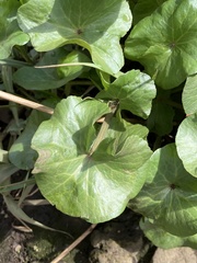 Caltha palustris