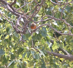 Erithacus rubecula