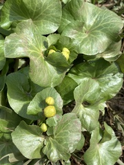 Caltha palustris