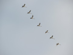 Cygnus cygnus