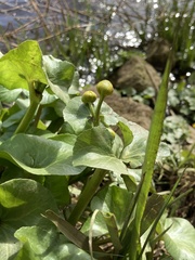 Caltha palustris