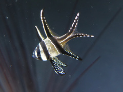 Pterapogon kauderni