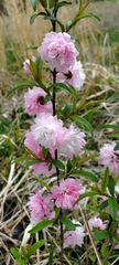Prunus glandulosa